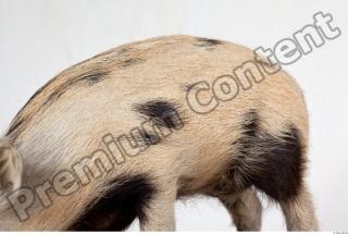 Pig body photo reference 0001